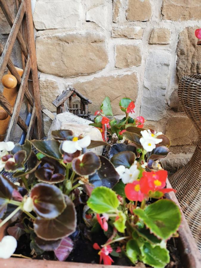 Casa Phoenix Appartamento Piano Terra Immerso Nel Verde A Pochi Minuti Dalla Ciclabile Pieve di Cadore Exteriér fotografie